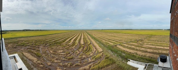 目前刚刚进入收割期，接下来就会有更多稻田区忙着收割