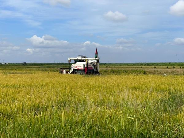 最近也使用较小型的收割机来收割稻谷。