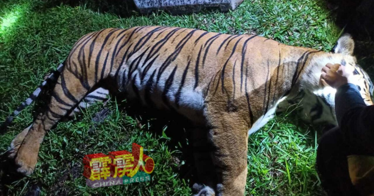 雄性老虎在越过南北大道时，被拖车撞死。 （霹州行政议员办公室）