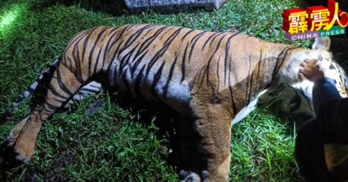 非洲猪瘟爆发至野猪渐少 老虎越大道觅食被撞死