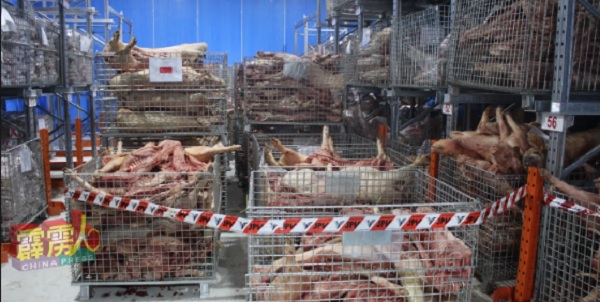 霹雳兽医局突击检查怡保万里望2间冷藏食品店，共起获2万5142公斤的证实感染非洲猪瘟的走私冷藏猪肉。