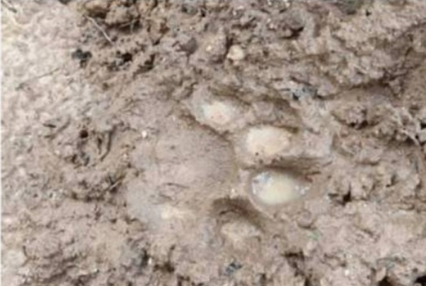 村民随后在森林处发现相信是老虎的脚印。（图取自Berita Harian）