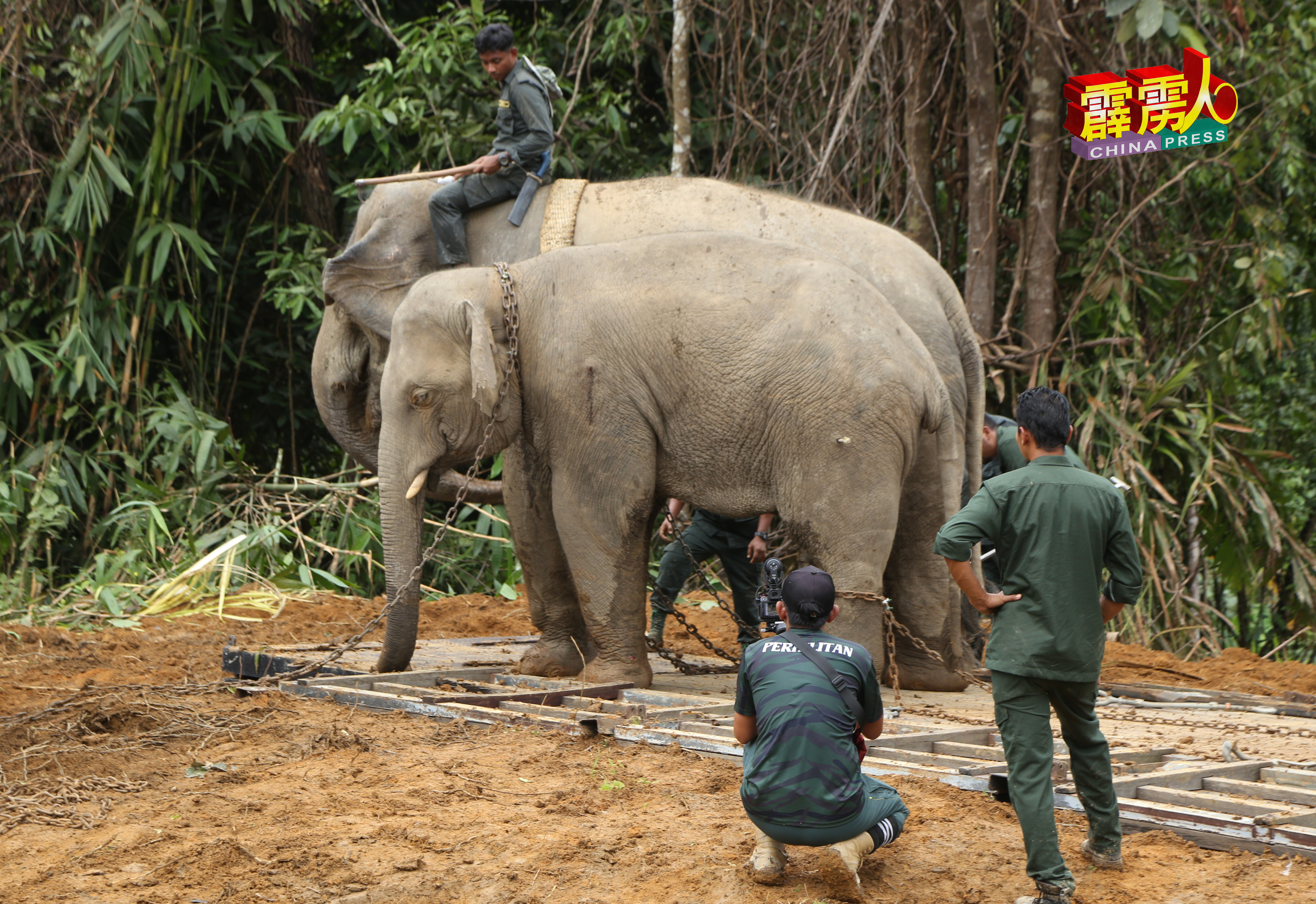 被捕的野象身上中了麻醉剂，身体疲软，依偎在在其中一隻驯象庞大的身躯。