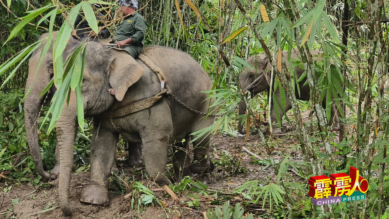 驯化大象阿博（左）与兰百（左2）在霹雳州和丰郊区叻甲原住民村，协助驯化一头雄性野象迁往森林，重新生活。