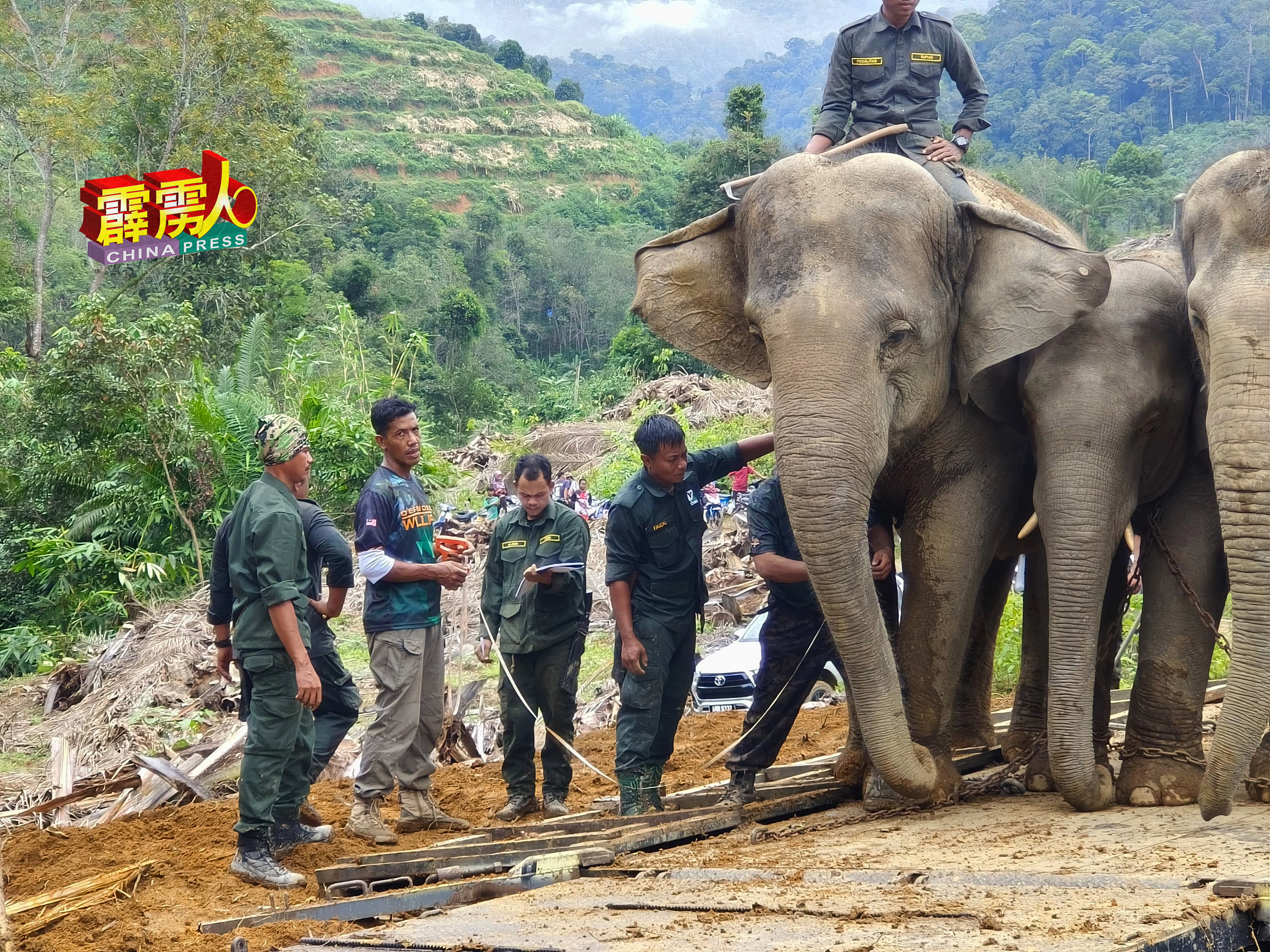 来自彭亨瓜拉甘达大象保育中心的专员，拿起皮带为被捕的雄性野象量身。