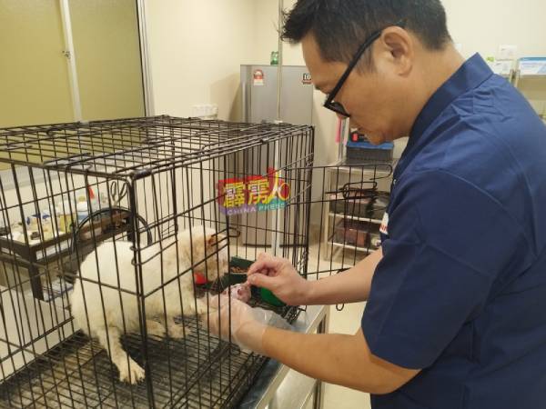 张志德为流浪猫的伤口进行针灸治疗，以活血祛瘀。