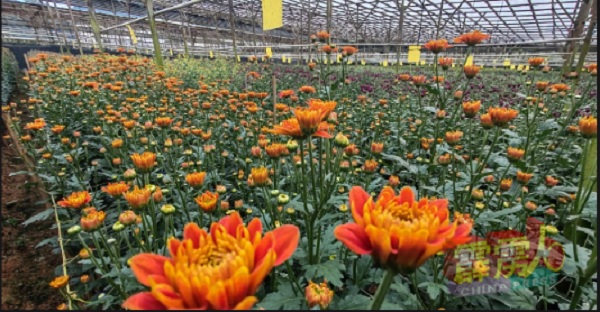 花农披露，若天气过于干旱及曝晒，将会影响花的品质及颜色。（受访者提供）
