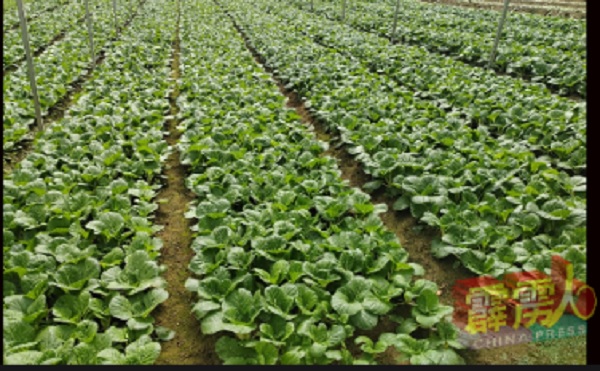 菜农披露，最近叶菜产量多，价格便宜，菜园价每公斤已低过1令吉。