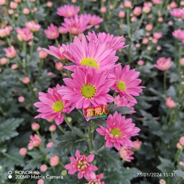 色泽鲜艳的小菊花是国内外畅销的花卉。
