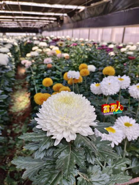大菊花是农历新年期间畅销的花之一。