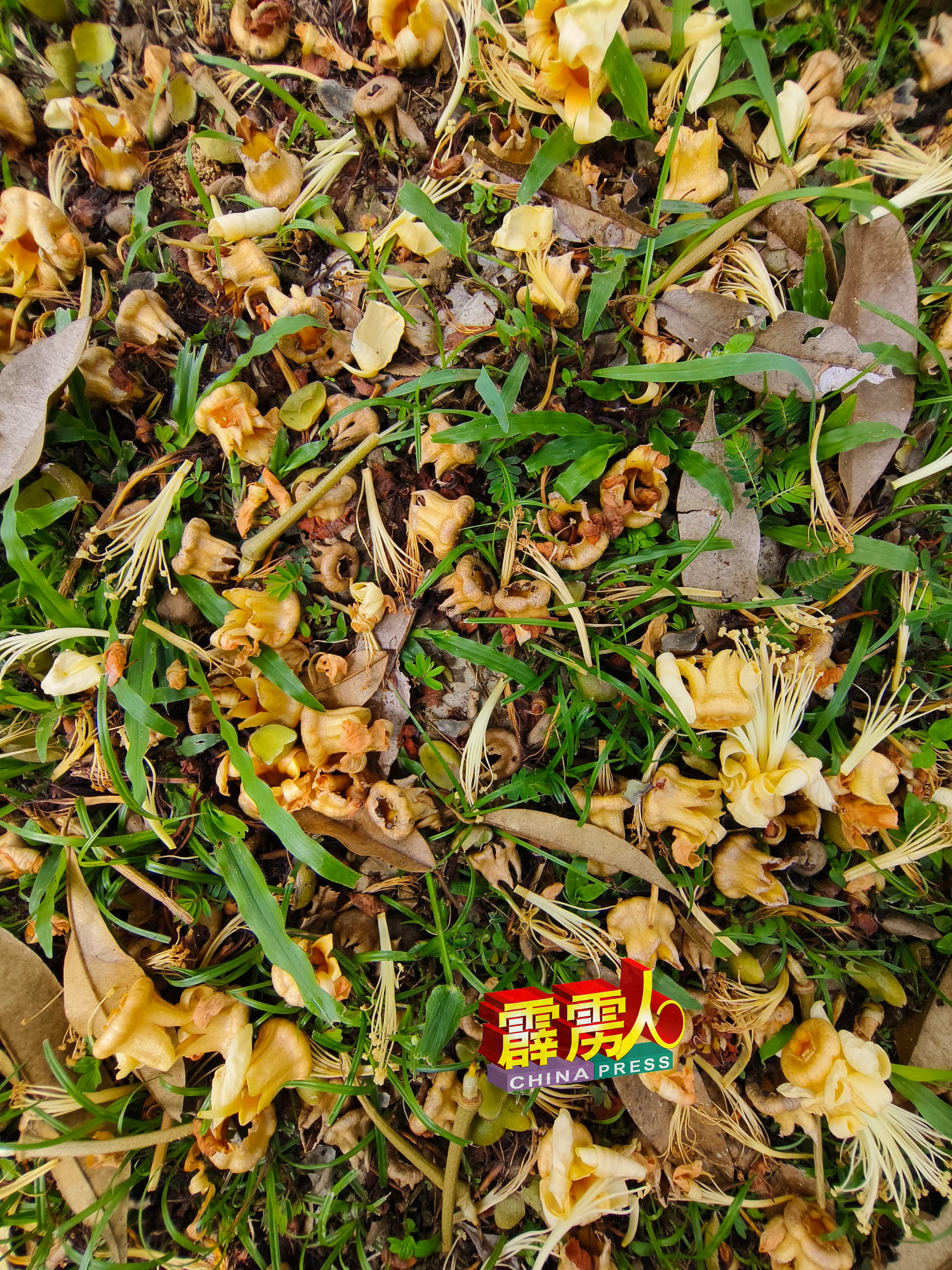 榴槤花蕾大绽放，地上满是榴槤花。