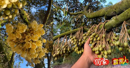 霹雳头条|花开满堂面对2考验　6月榴槤产量    看天气