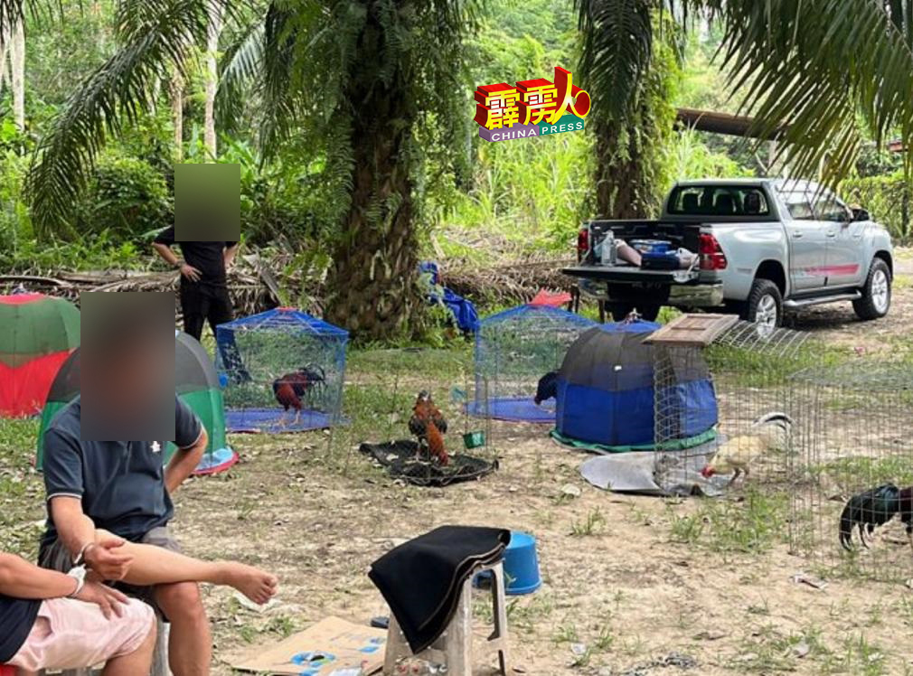 霹雳州警察总部17日派出天兵，到江沙火车头附近一个涉及斗鸡赌博的油棕园扫荡，充公近6000令吉现金、14隻斗鸡及涉及的赌博工具，同时扣捕12人助查。（网络照片）