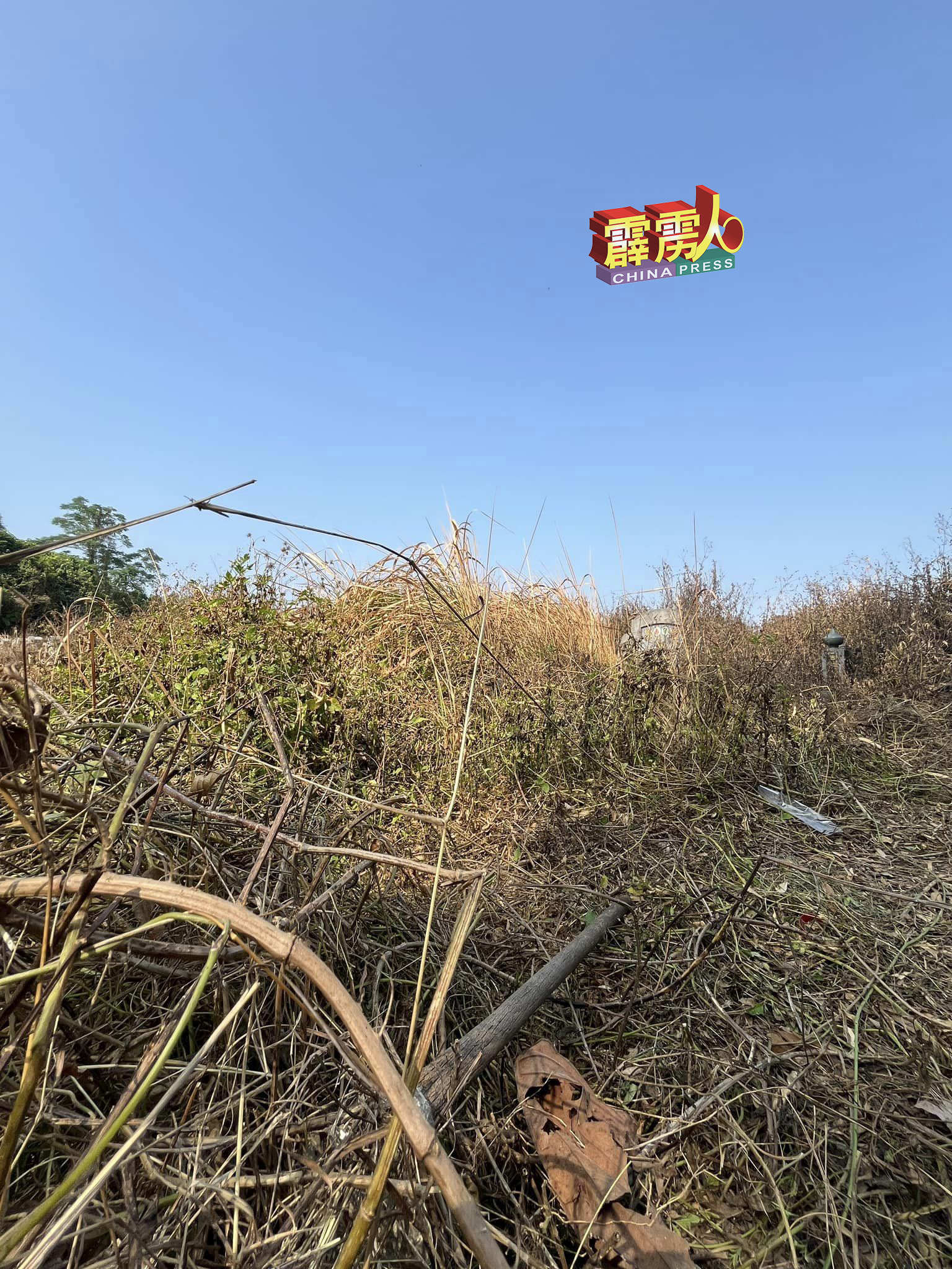 王汉发说，诉者相中的照片，那些野草是枯黄，并非翠绿，这已说明红毛丹广东义山是有喷射除草剂。