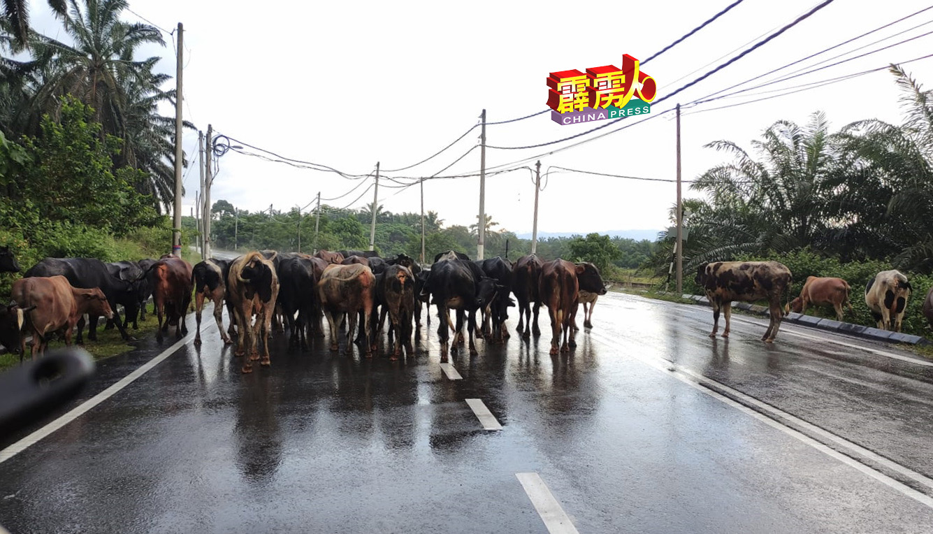 和丰常常发生牛群游荡事件，对公路使用者构成生命威胁。（网络照片）