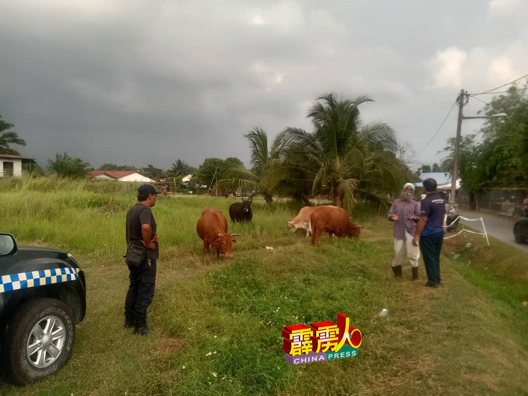 市议会执法人员去年在江沙胡姬园发现游荡牛群与牛主。（档案照）
