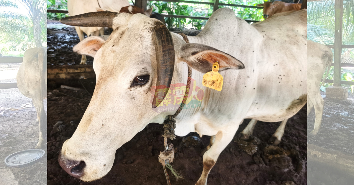 每头注册牛隻的耳朵上的标签，可作为审核饲主身分。