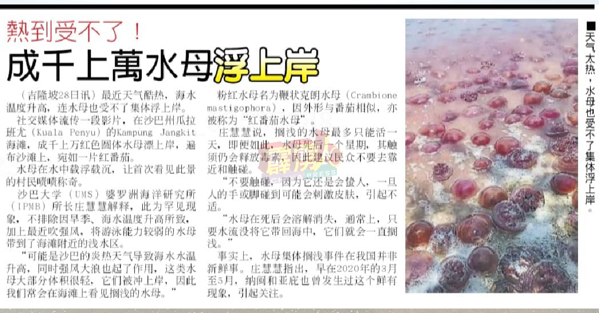《中国报》3月29日在全国版报导沙巴州瓜拉班尤的Kampung Jangkit海滩，浮现成千上万“红番茄水母”。