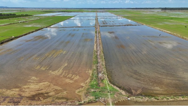如今的水闸稻田区是播种初期，农民会把河水灌溉入稻田区。