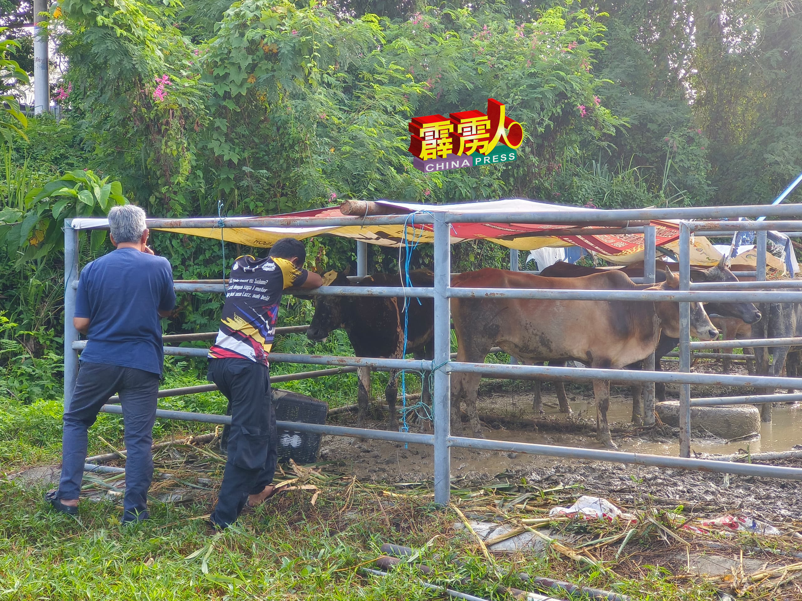 在拍卖会开始前，一些竞标者前去牛栏，观察有关牛的状况。