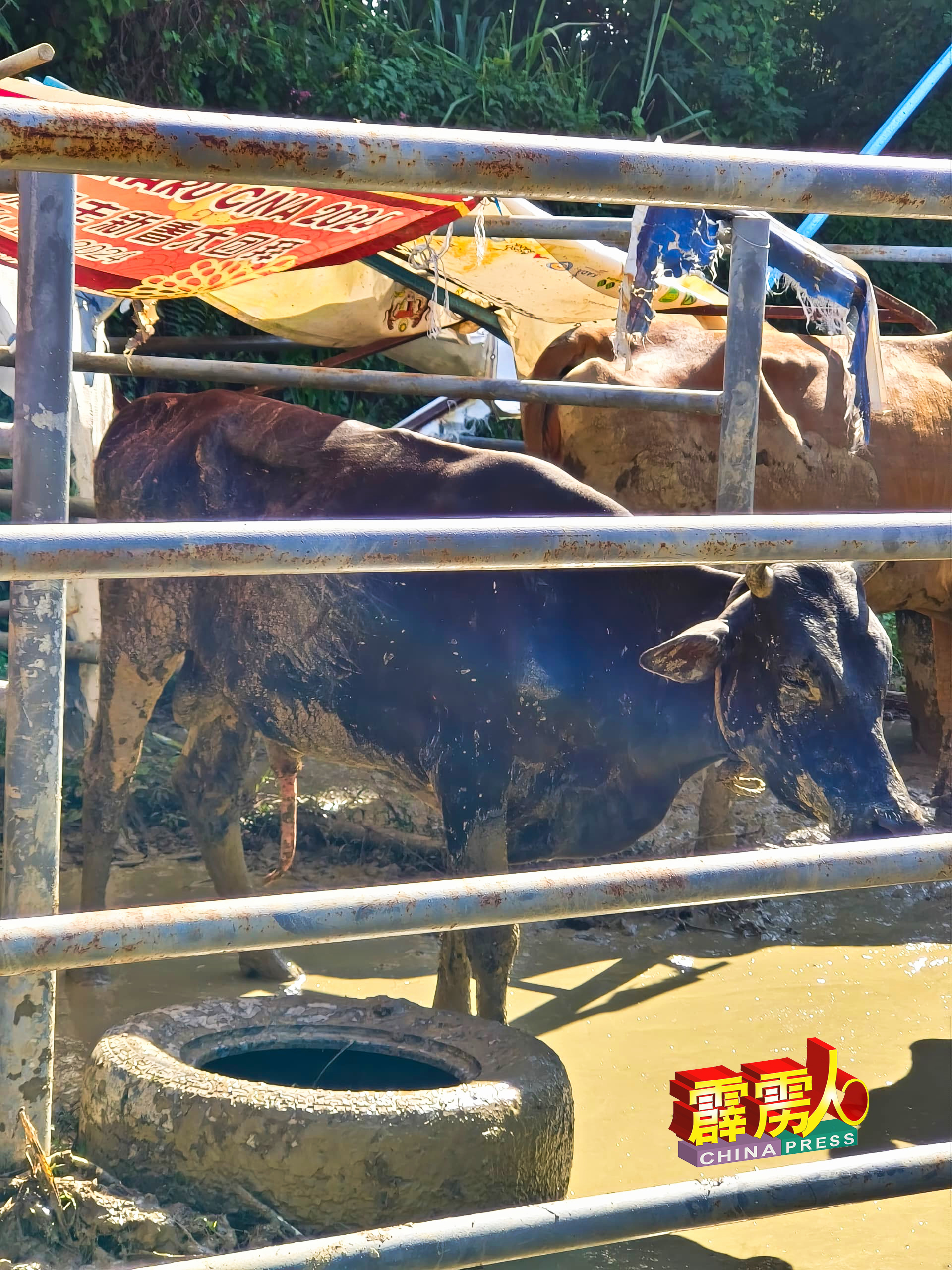 这头公牛成为今次拍卖会的的“标王”，从底价2300令吉开始竞标，最终以3200令吉完成交易。