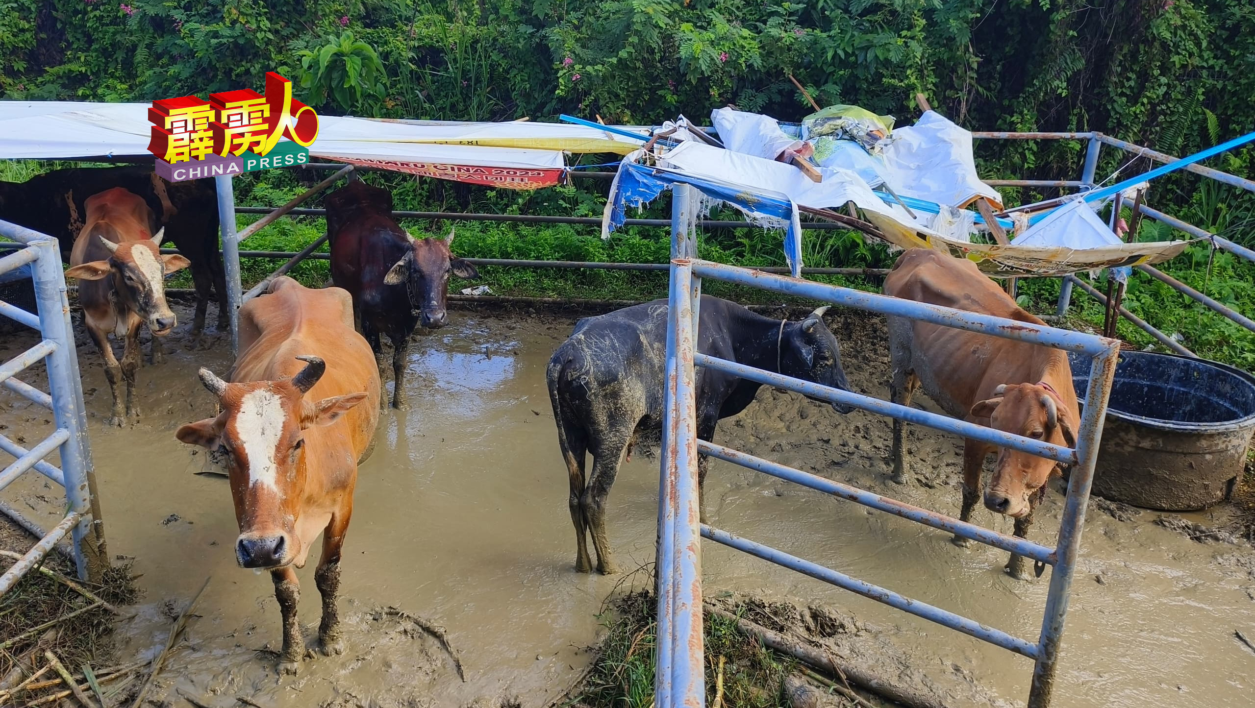 江沙市议会在愚人节拍卖6头游荡牛，进账1万5500令吉。
