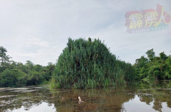 武吉美拉湖拥有极自然的生长环境，适合原生品种金龙鱼Malaysia Gold的生长。