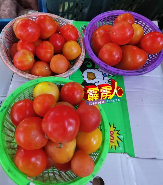 每一小篮逾有10粒的番茄仅卖1令吉。