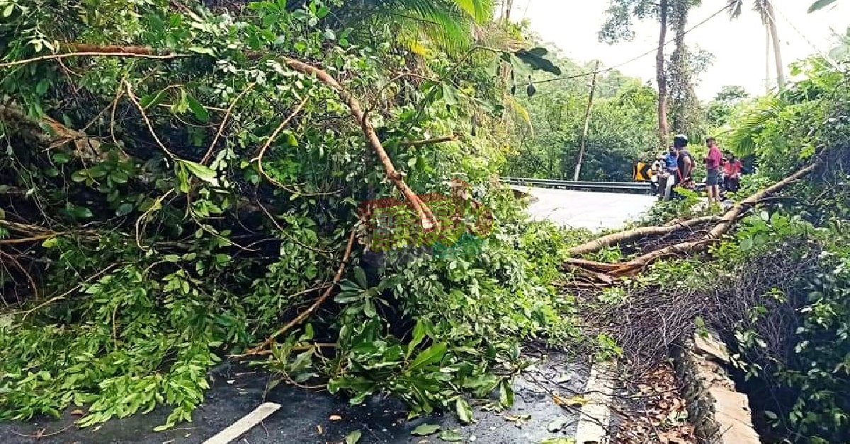 邦咯岛环岛主要道路，曾发生数次树倒在路中央的事件。