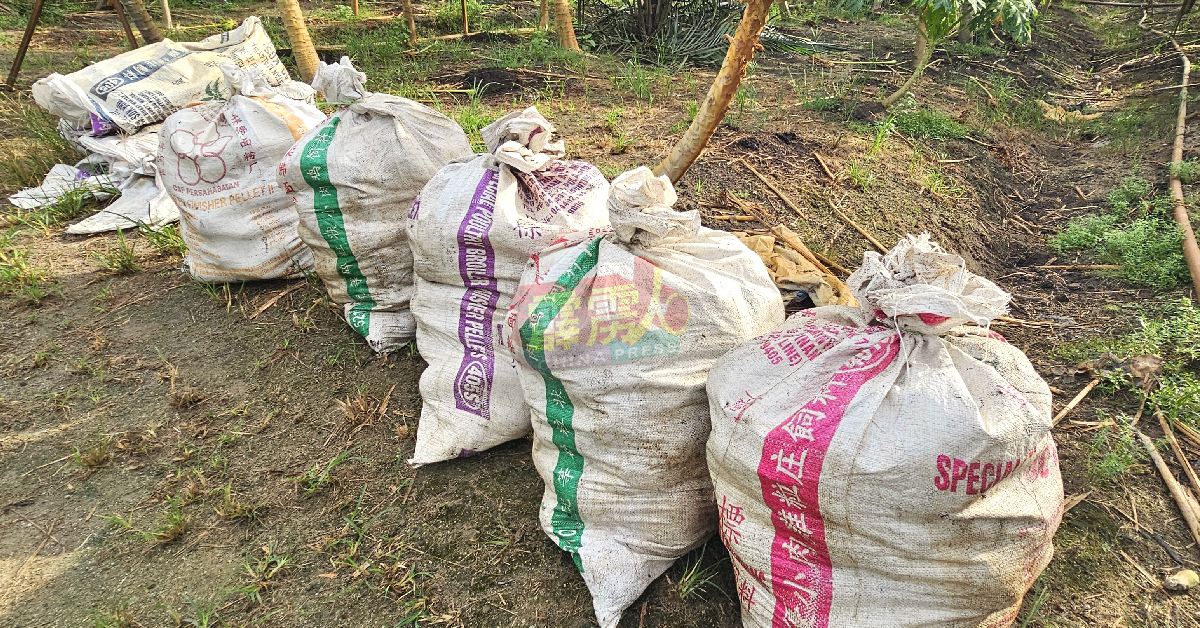 数袋装满卖不出的木瓜尼龙袋子，准备被丢弃。