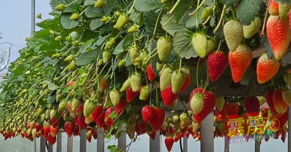 草莓具有各品种，是健康食品之一，在种植时都是依顾客需求而种植，因此产量都是在控制范围内。