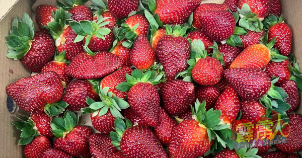 由于许多农在草莓价格高时转种草莓，导致如今市场因各种原因而出现过盛情况，价格也下滑。