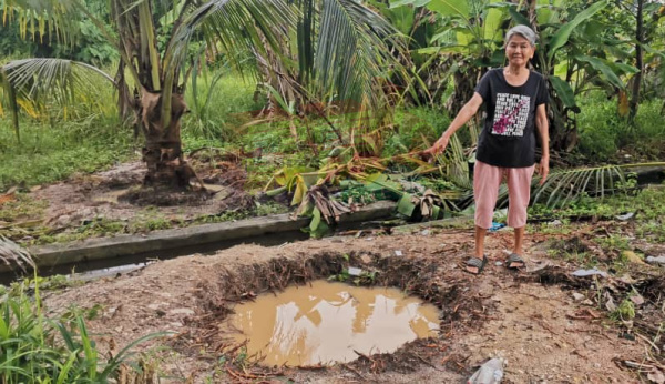 栽种数年的香椰树被偷挖去，令尤亚及心痛不已。