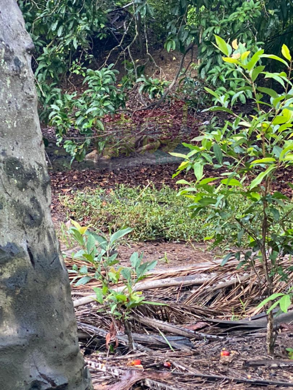 南北大道阿罗邦苏休息站后方丛林发现一具腐尸。