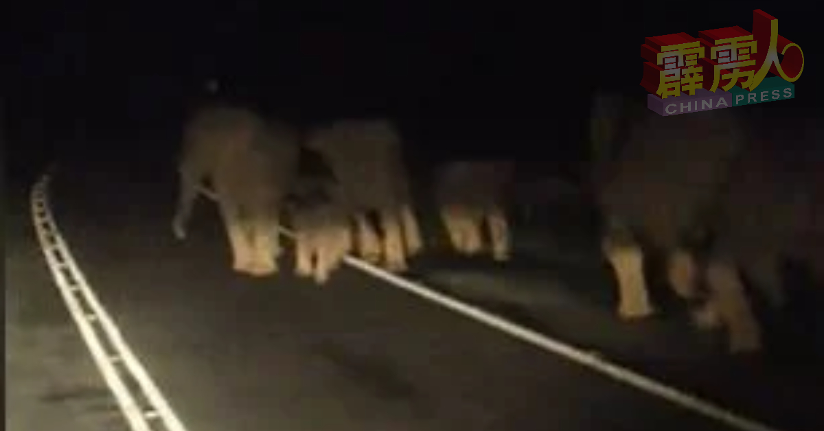 过马路的野象群也包括小象。（视频截图）
