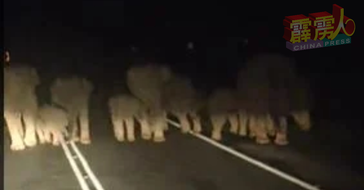 大象群集体越过马路时的阵仗非常霸气，几乎占据完两条车道。（视频截图）