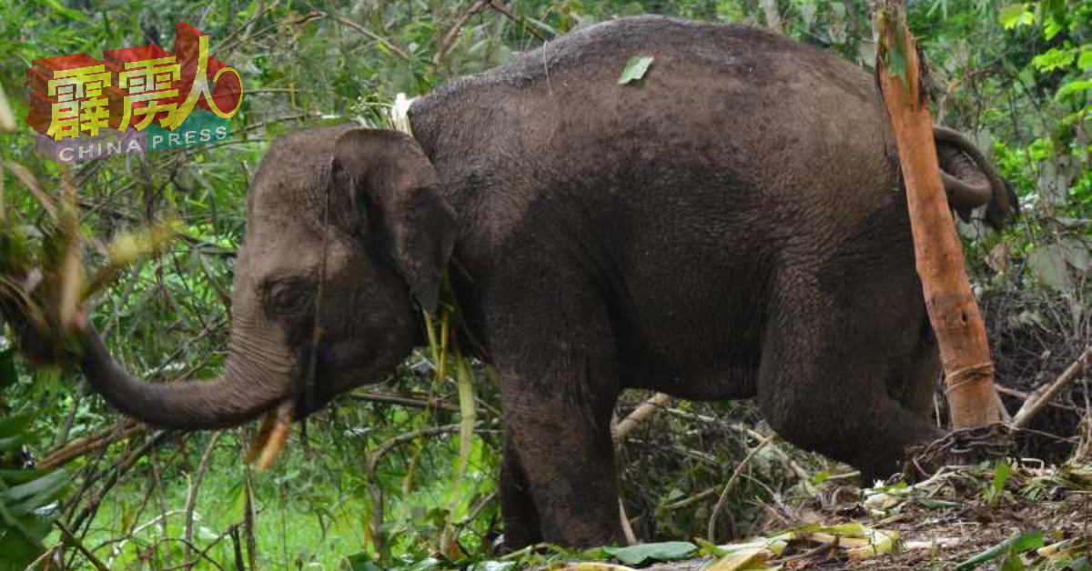 半岛野生动物保护及国家公园局霹雳州捕获破坏油棕及橡胶树的雄象。（取自网络）