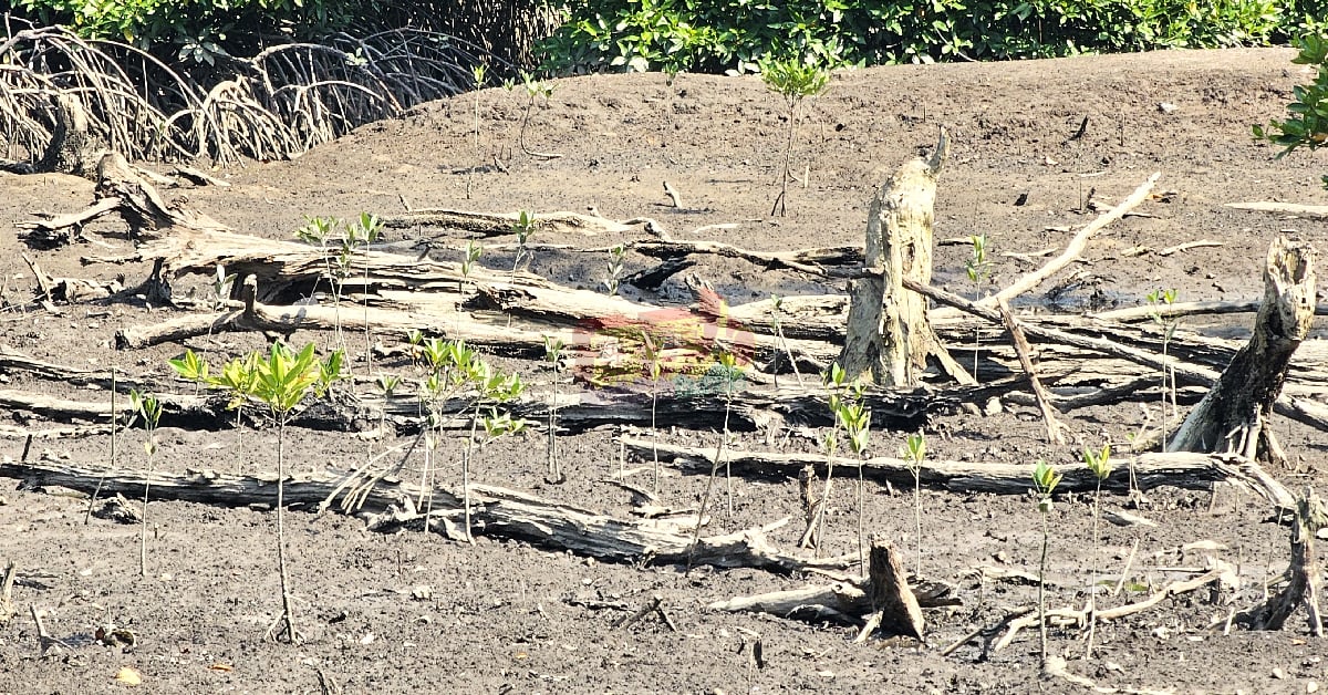 莫珍歪红树林被非法砍伐后，曼绒市议会和非政府组织积极展开修復种植红树苗。