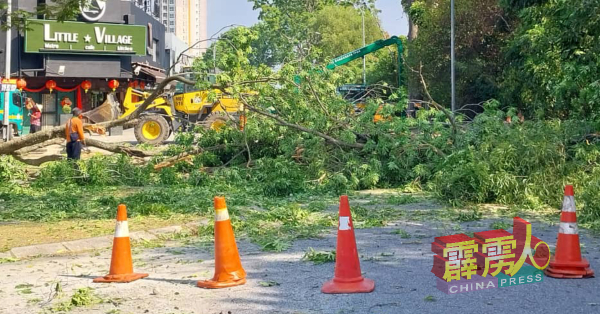 怡保市政厅已鉴定怡保市内200棵的桃心花木，逐步以黄焰木替代，减低倒塌风险。（受访者提供）