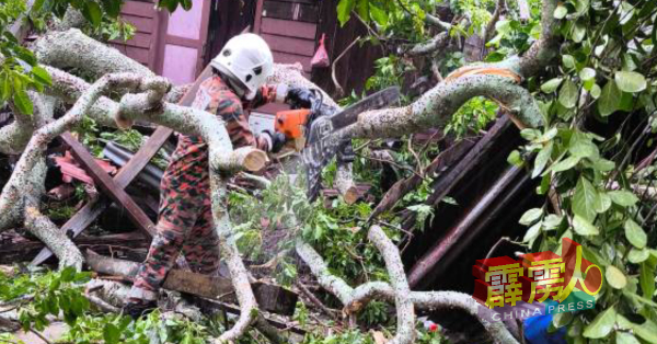 消拯员在倒树现场展开救援工作。（霹消拯局提供）