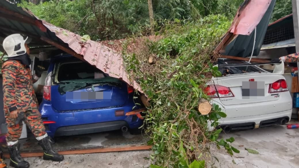 大树倒下，压毁2辆轿车。（霹雳消拯局提供）