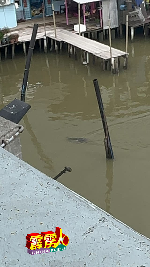 居民在十八丁村衔接过港的桥下，发现疑是鳄鱼的踪迹。（图自十八丁村长黄媛香面子书）