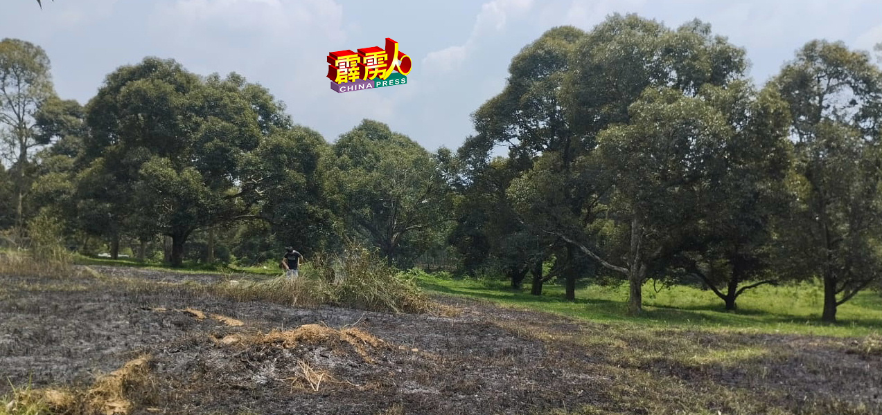 榴连园内一大片野草在大热天无端端燃烧起来，所幸及早发现而遭扑灭，否则可能会殃及靠近的榴连树，则损失惨重！