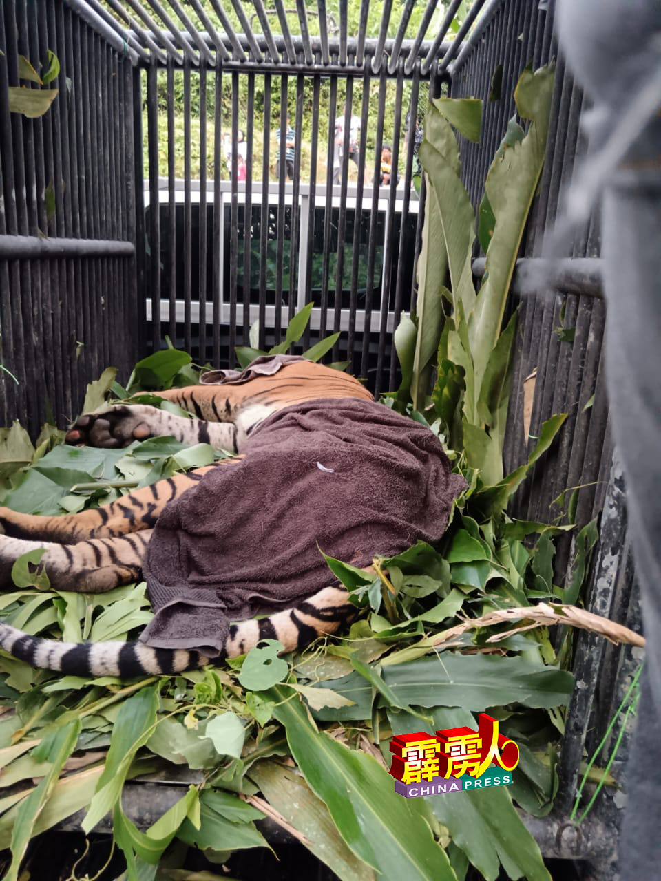 野生动物保护及国家公园局在霹雳州和丰也朗地区，设陷阱捕获一头频频骚扰村民家畜的老虎。（网络照片）