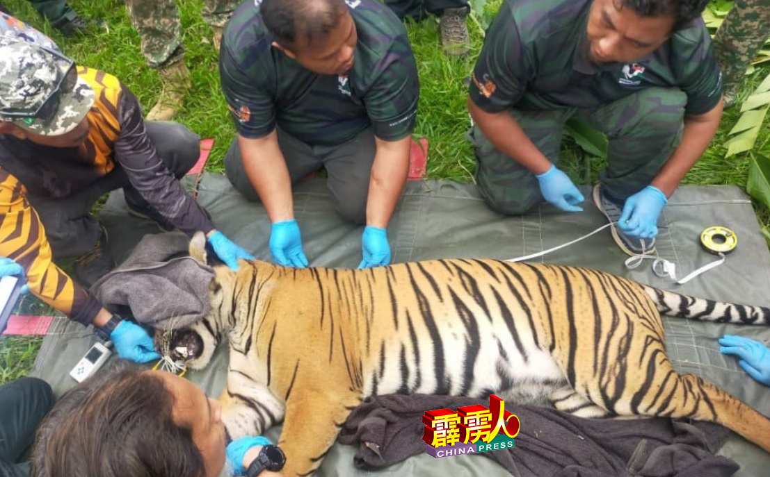 捕获的老虎为2岁雄虎，有75公斤重，经初步检查，身体状况良好。（网络照片）