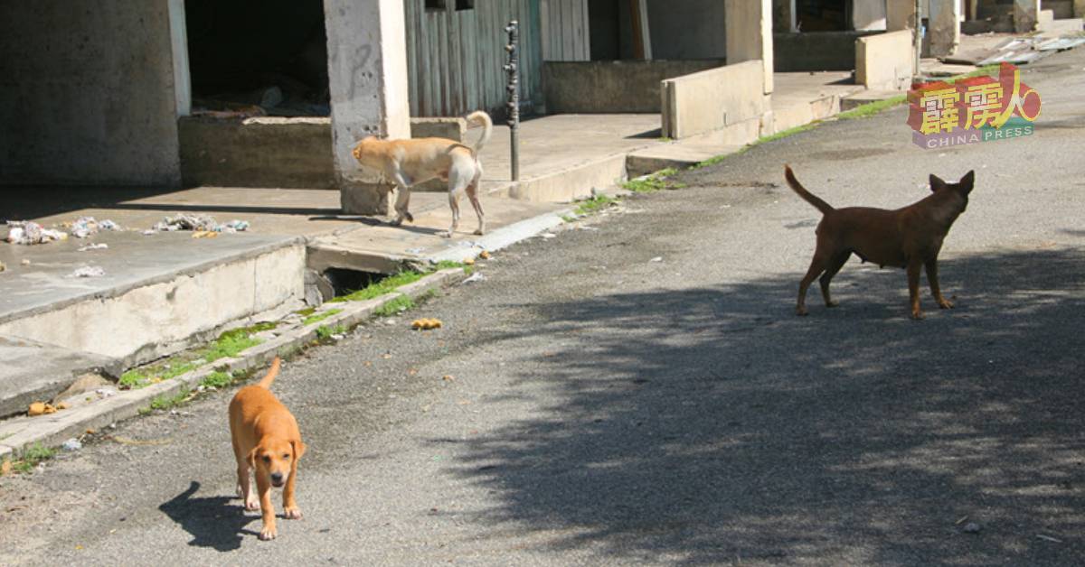 三五成群栖身在危楼的狗狗，发现有人靠近，便严肃望着来者。