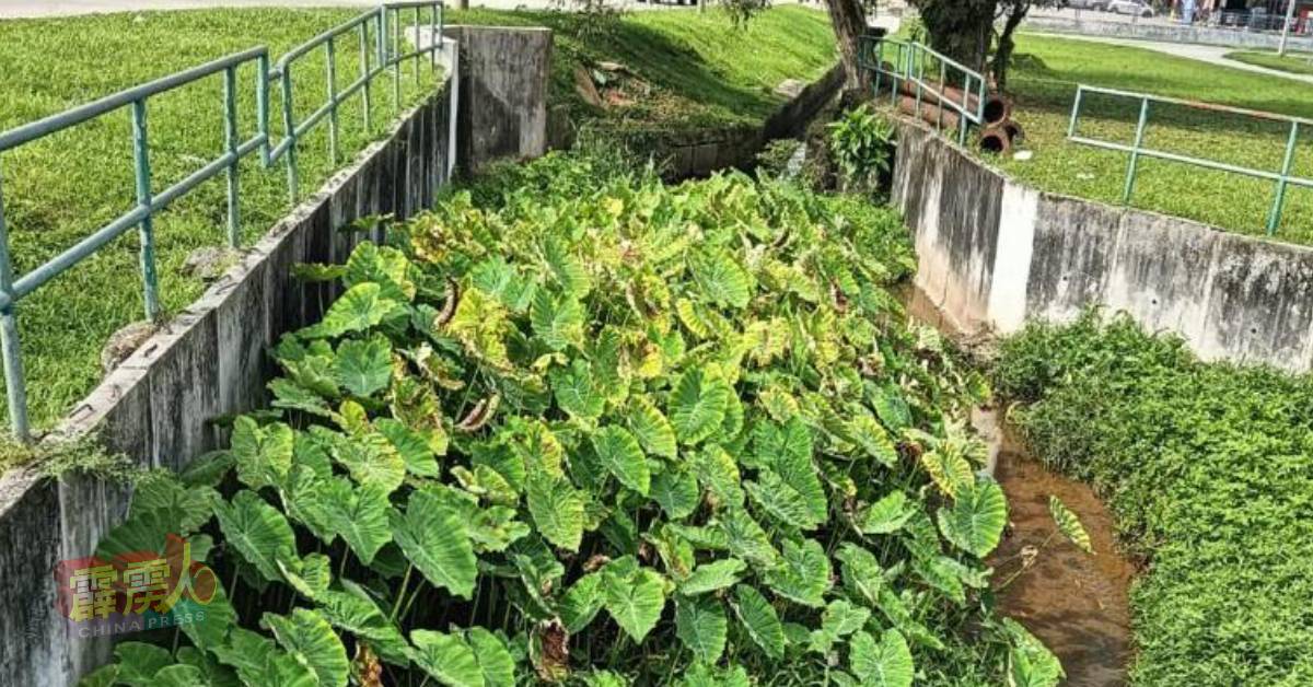 沟渠中生满茂密野草，造成排水不畅。