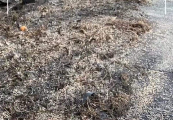 原本布满蛆虫的路面,已清理干净。