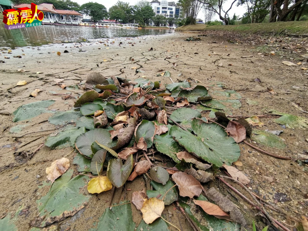 美丽的睡莲也因湖水干涸,死气沉沉“睡”在湖床上。