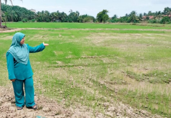 干旱天气影响了稻田区的水供，农民盼望老天快快降雨。